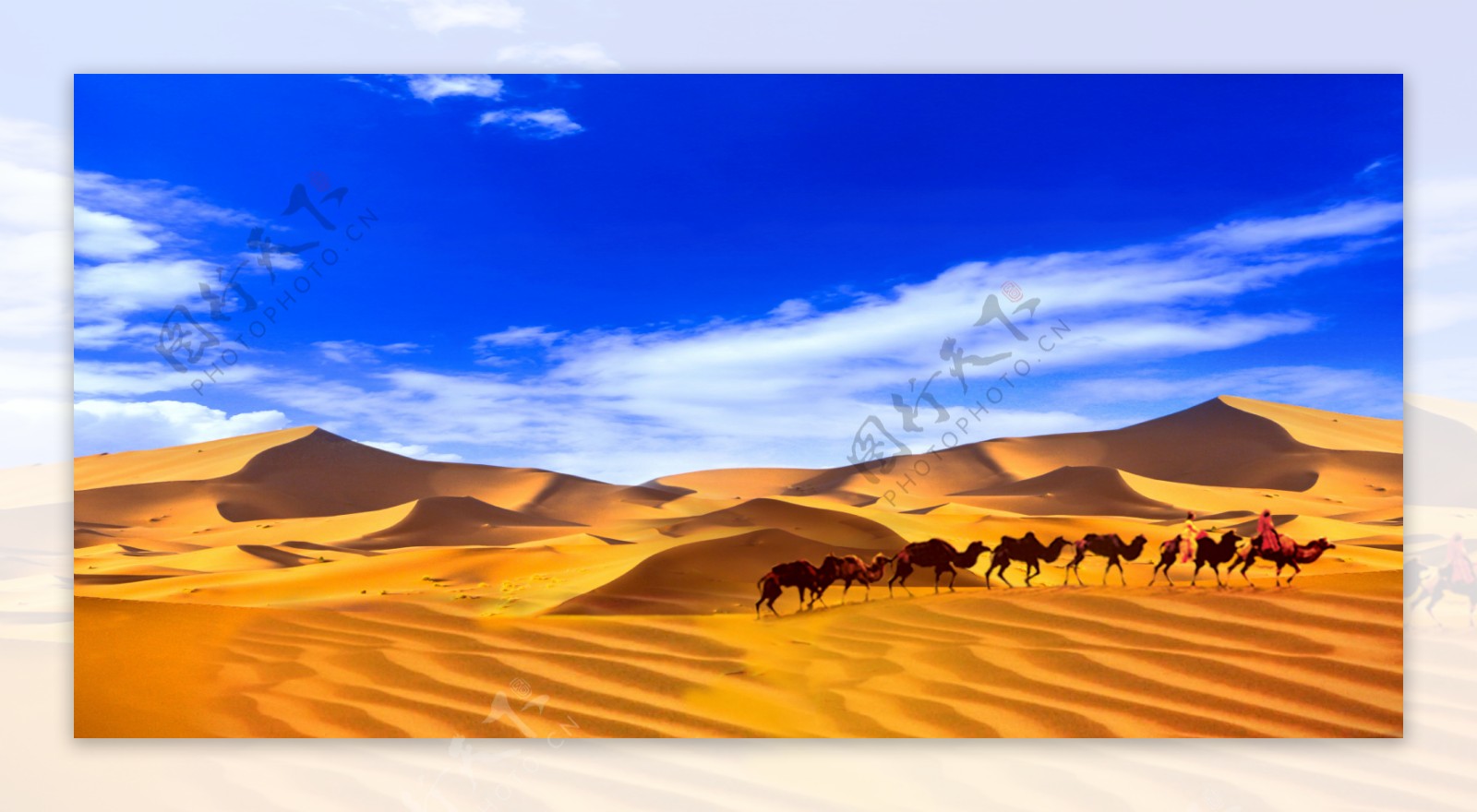 蓝天白云沙漠骆驼异域风情
