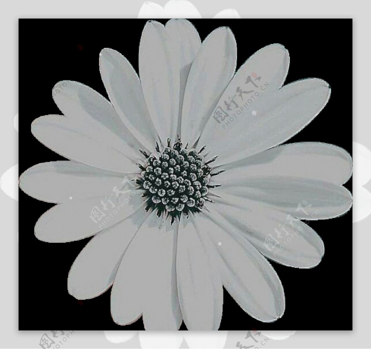冷淡风灰白色雏菊小花