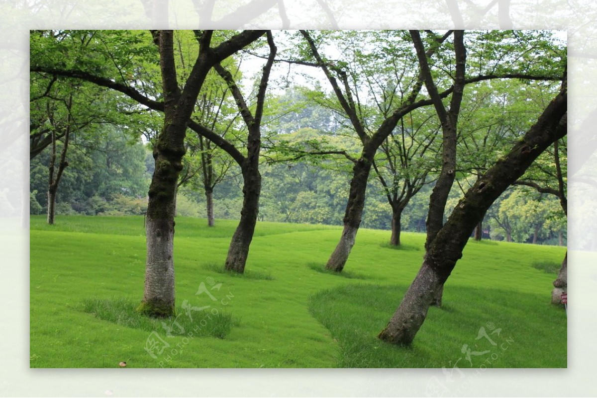 公园草地道路花卉花境造型