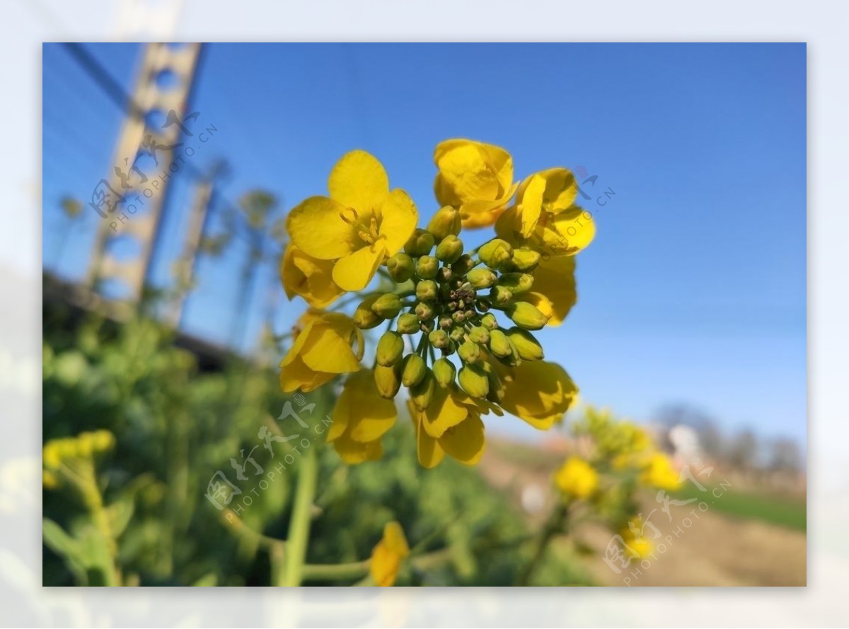 油菜花