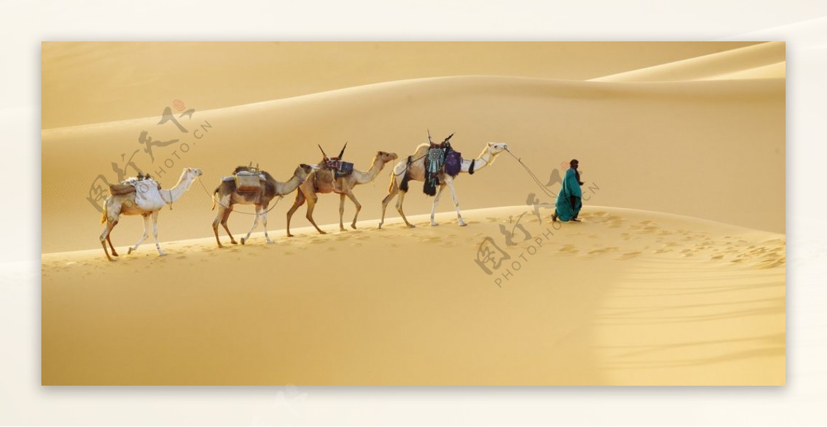 旅行者带领骆驼穿过广阔的沙漠