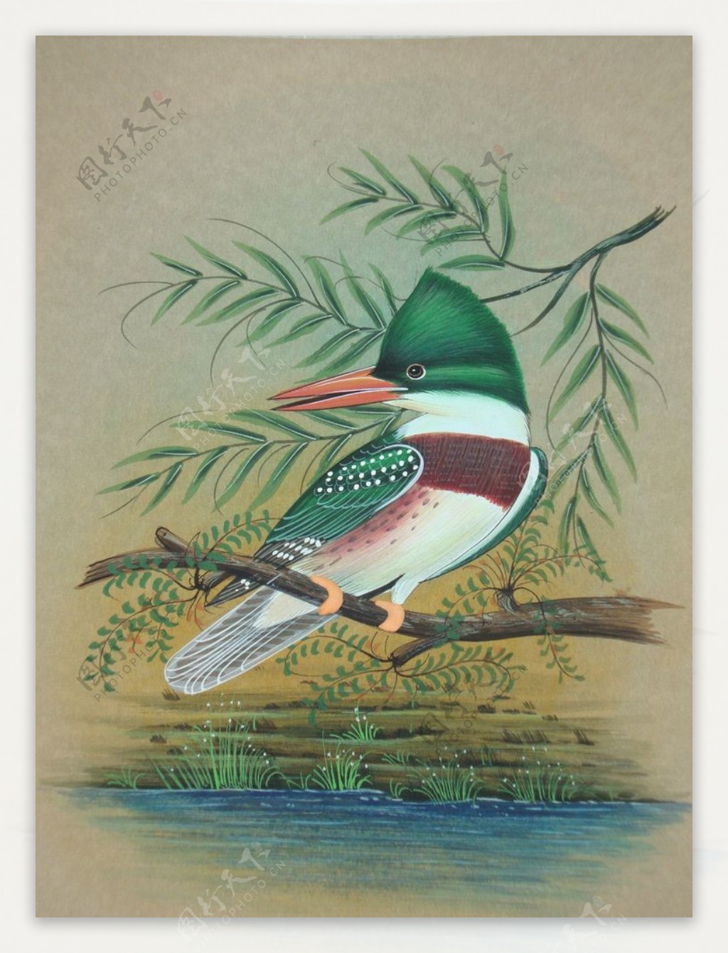 巴厘岛雀鸟