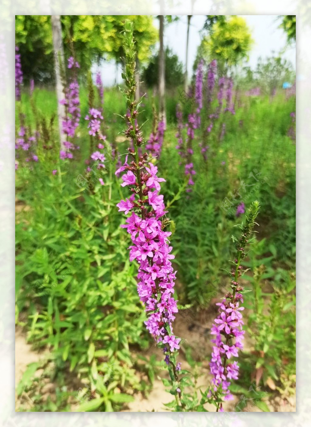 自然风景野花紫色花朵