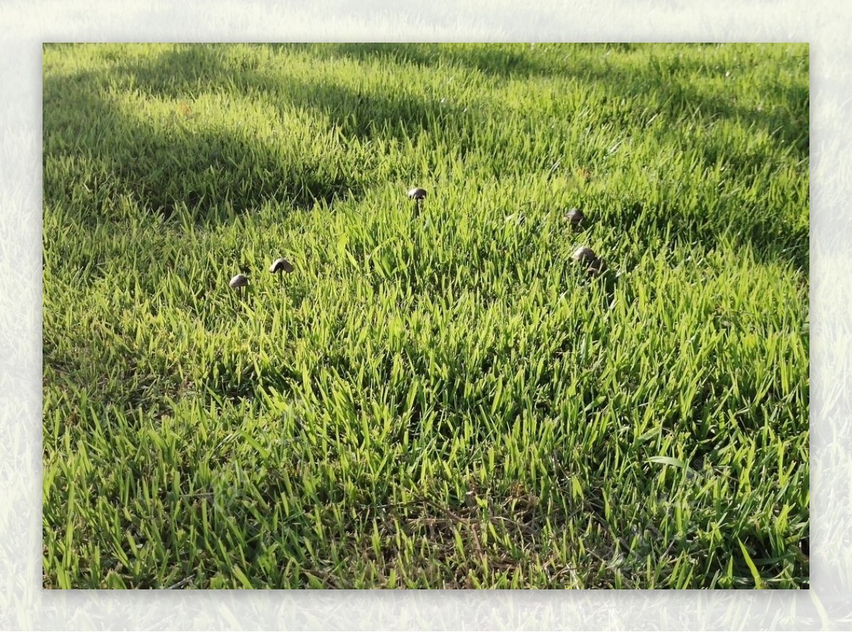 草地上的一组蘑菇