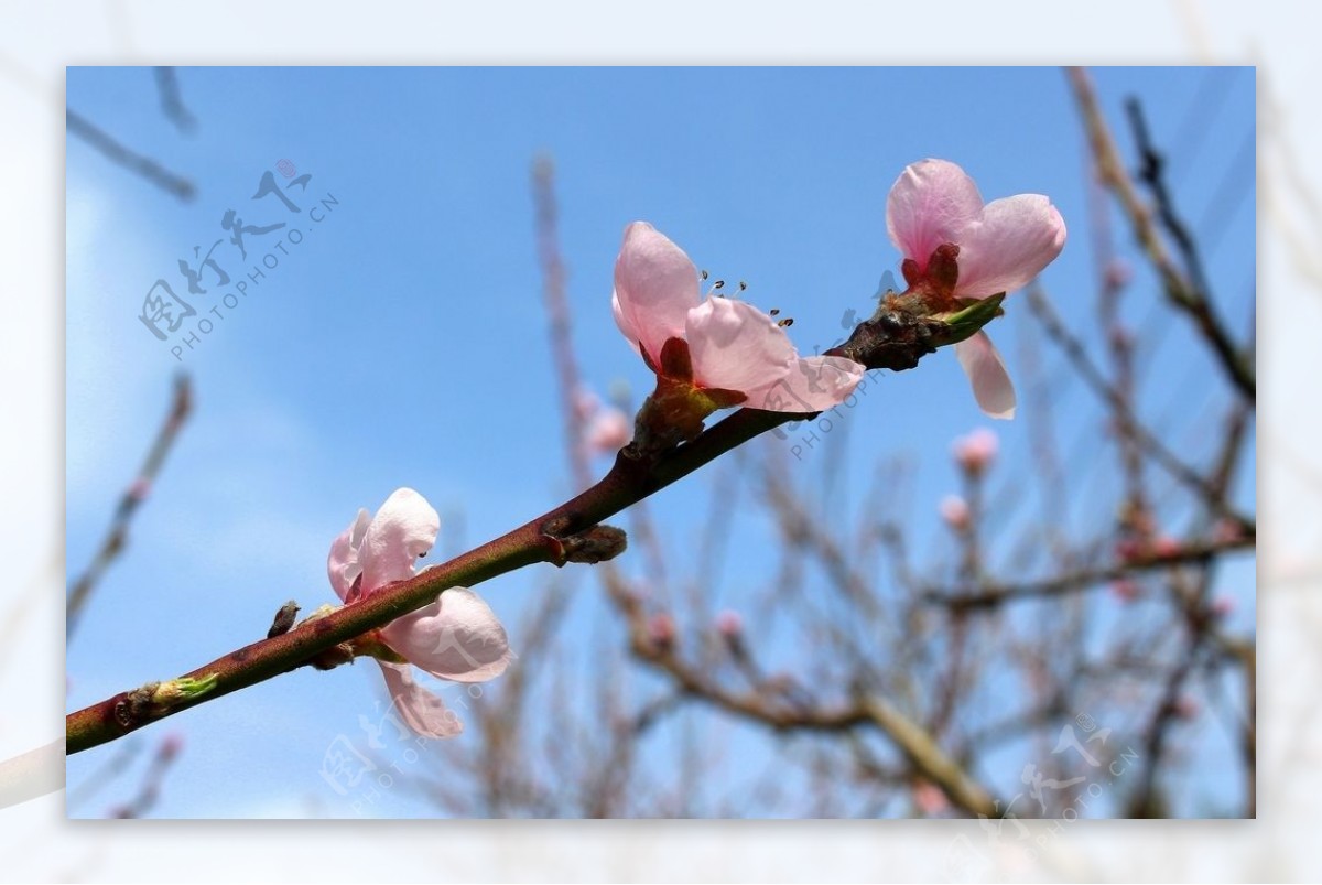 桃花