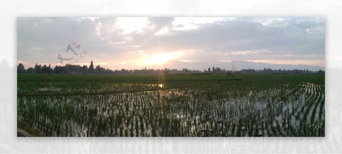 稻田中的日出日落