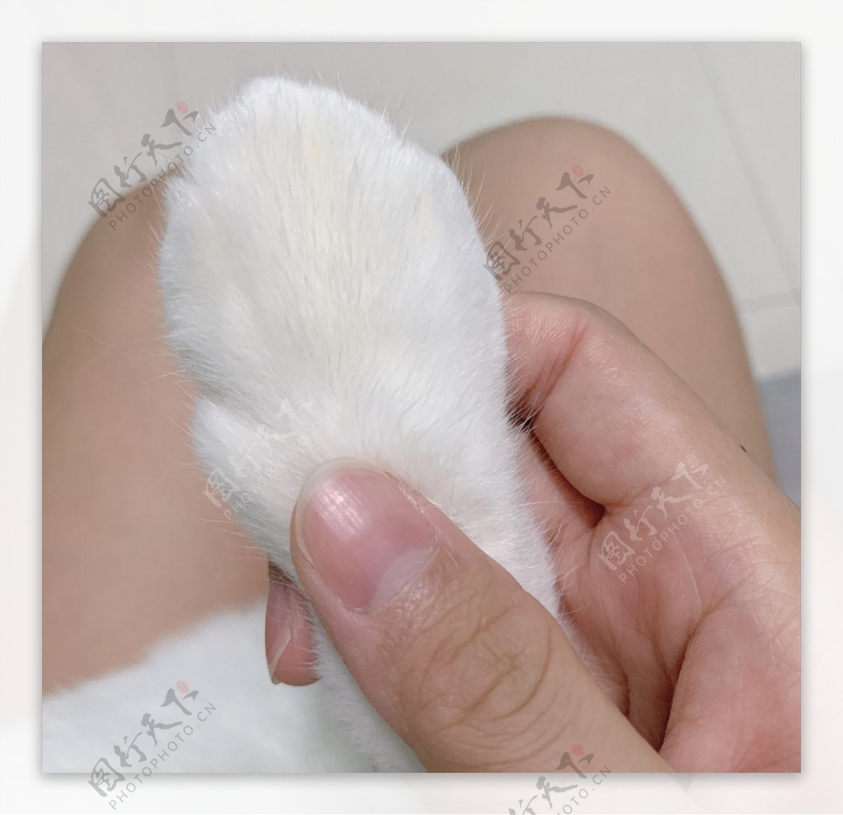 白白猫爪子
