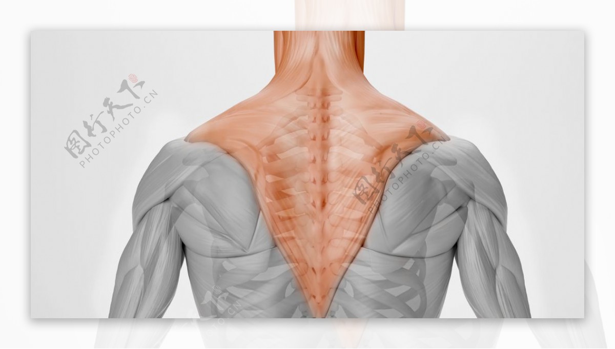 后背肌肉人体医学海报素材