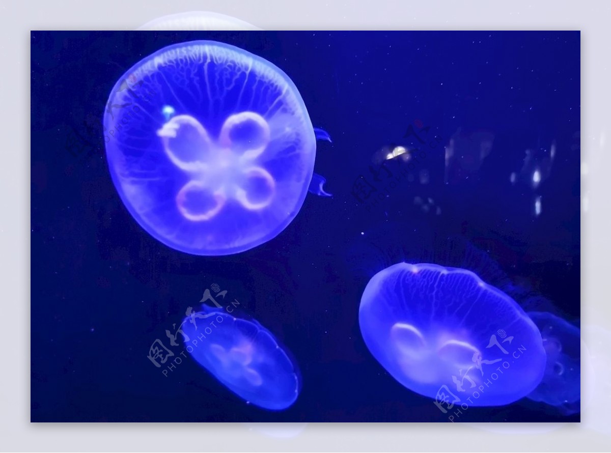 海洋水母