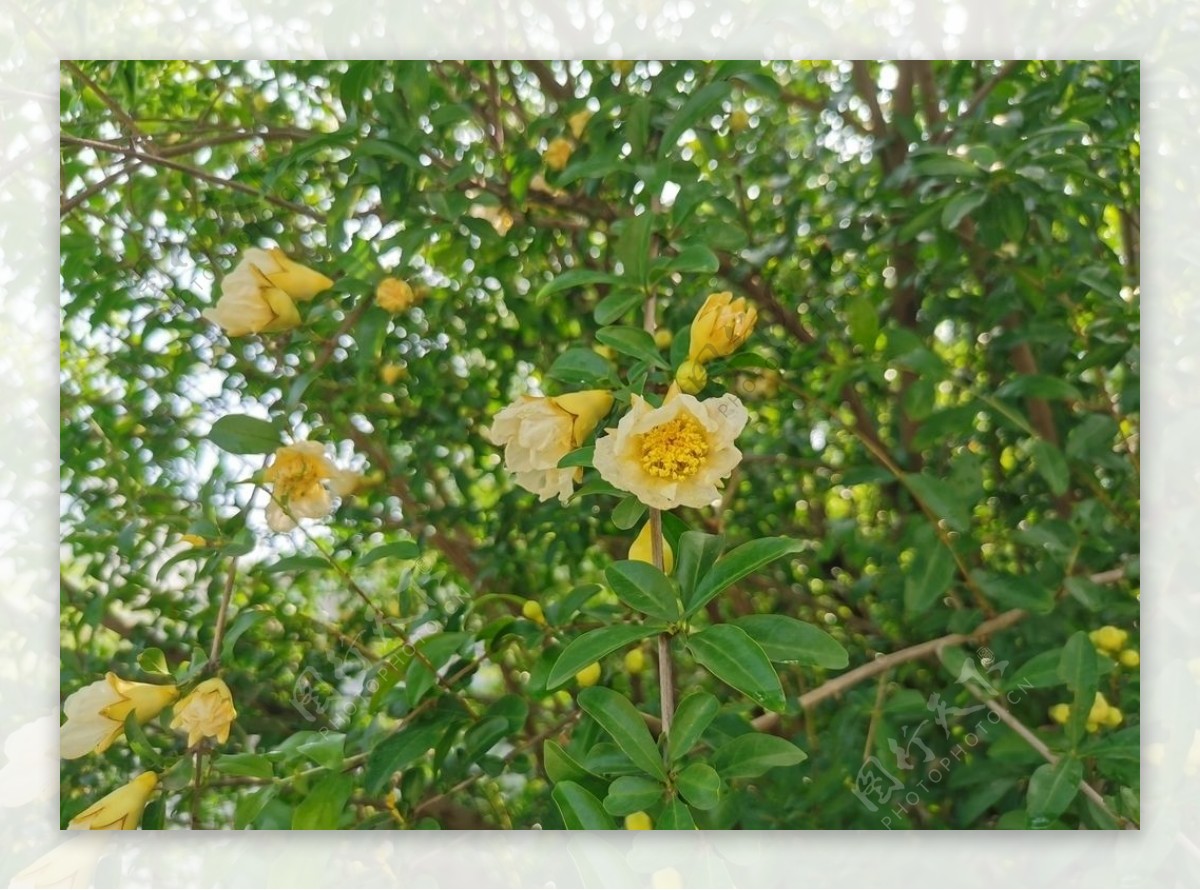 春夏白色花朵