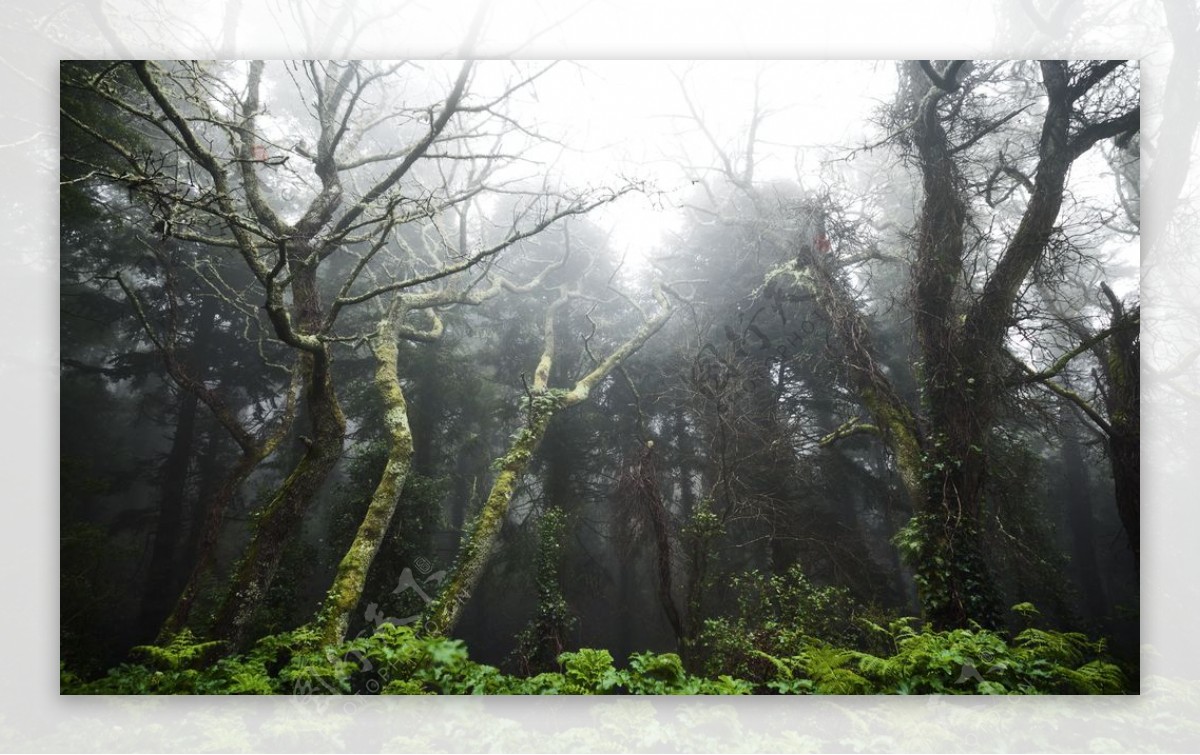 自然风景树林摄影图