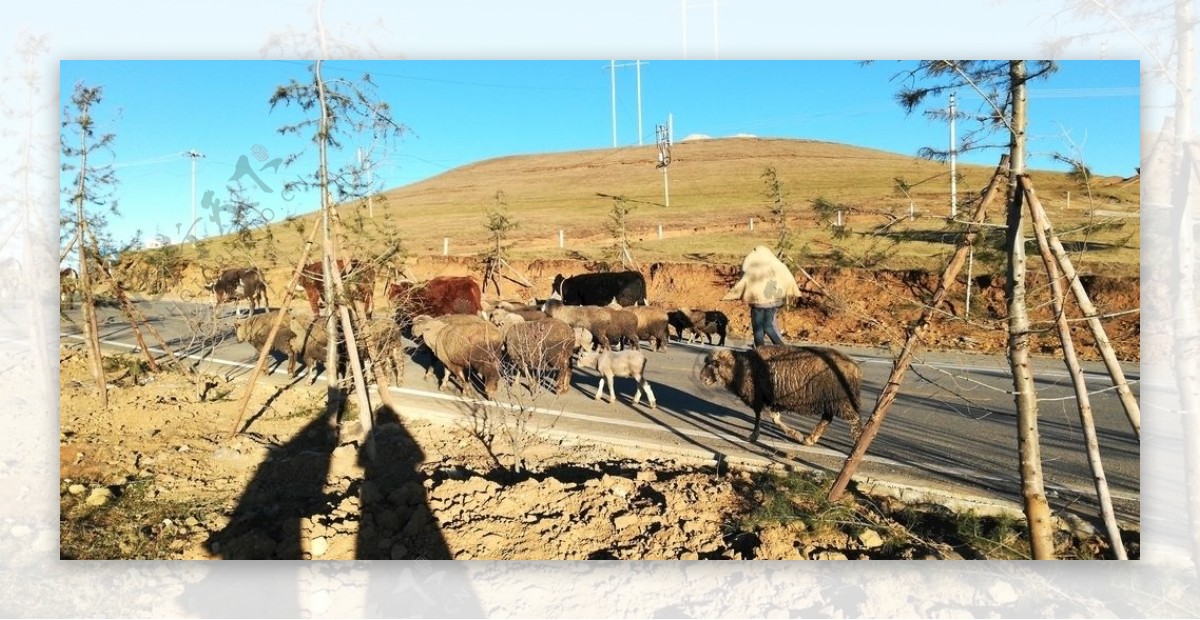 山村公路上的牛群