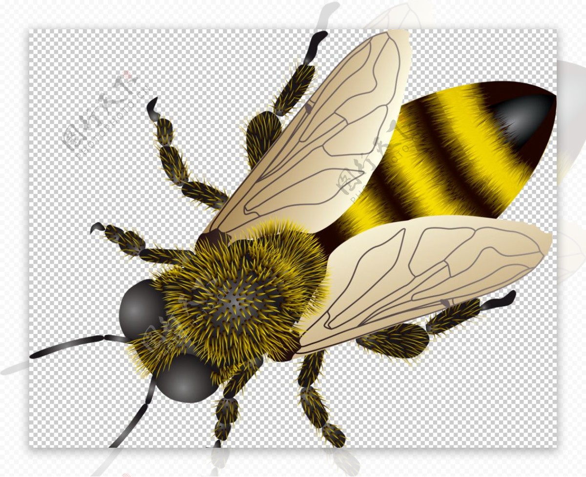 自然昆虫小蜜蜂