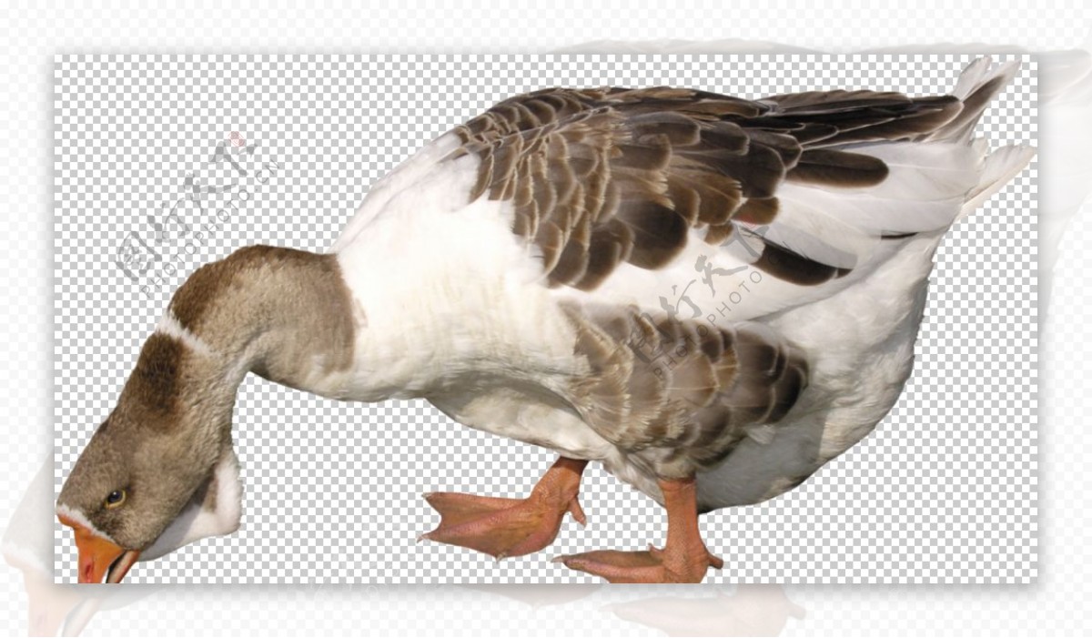 家禽动物鸭子图片