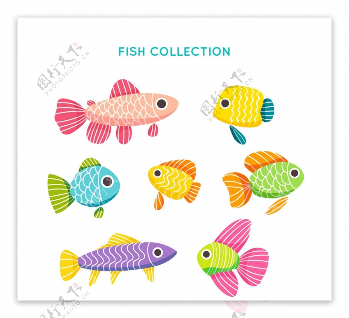 彩色花纹鱼类图片