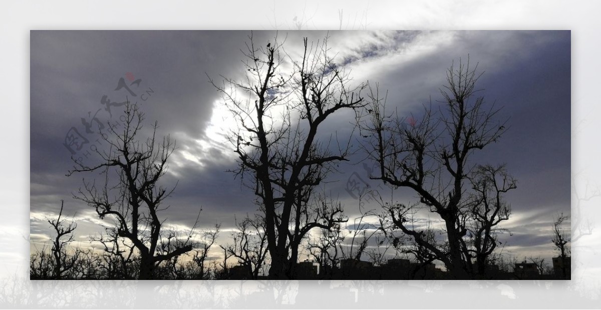 天空乌云古树树林风景图片