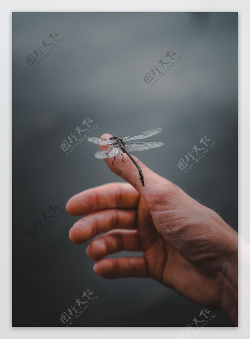 蜻蜓手指人物生态背景素材图片