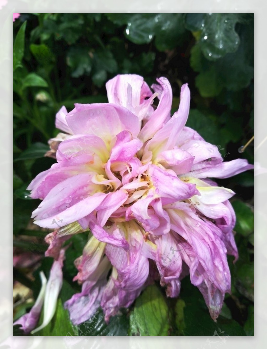 粉色菊花花卉图片