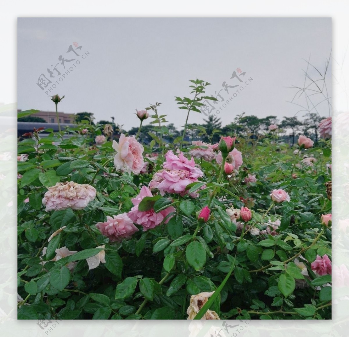 玫瑰花花园图片