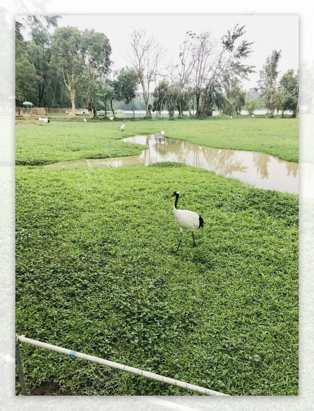 星湖湿地丹顶鹤图片