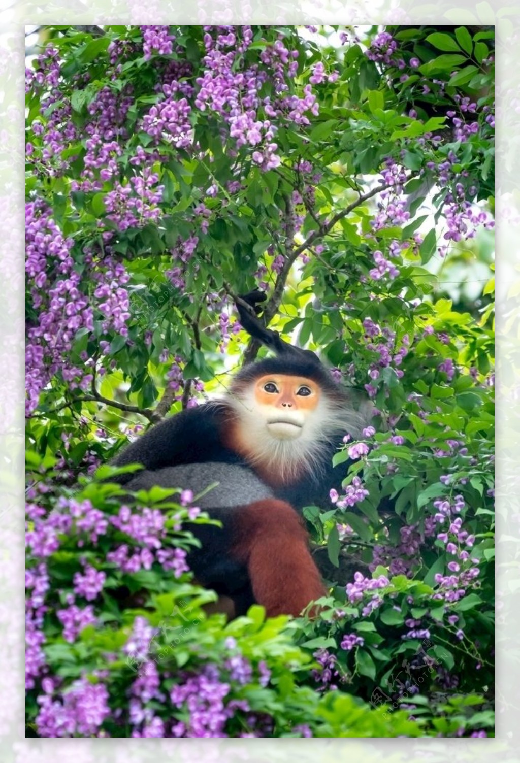 森林中的猴子图片