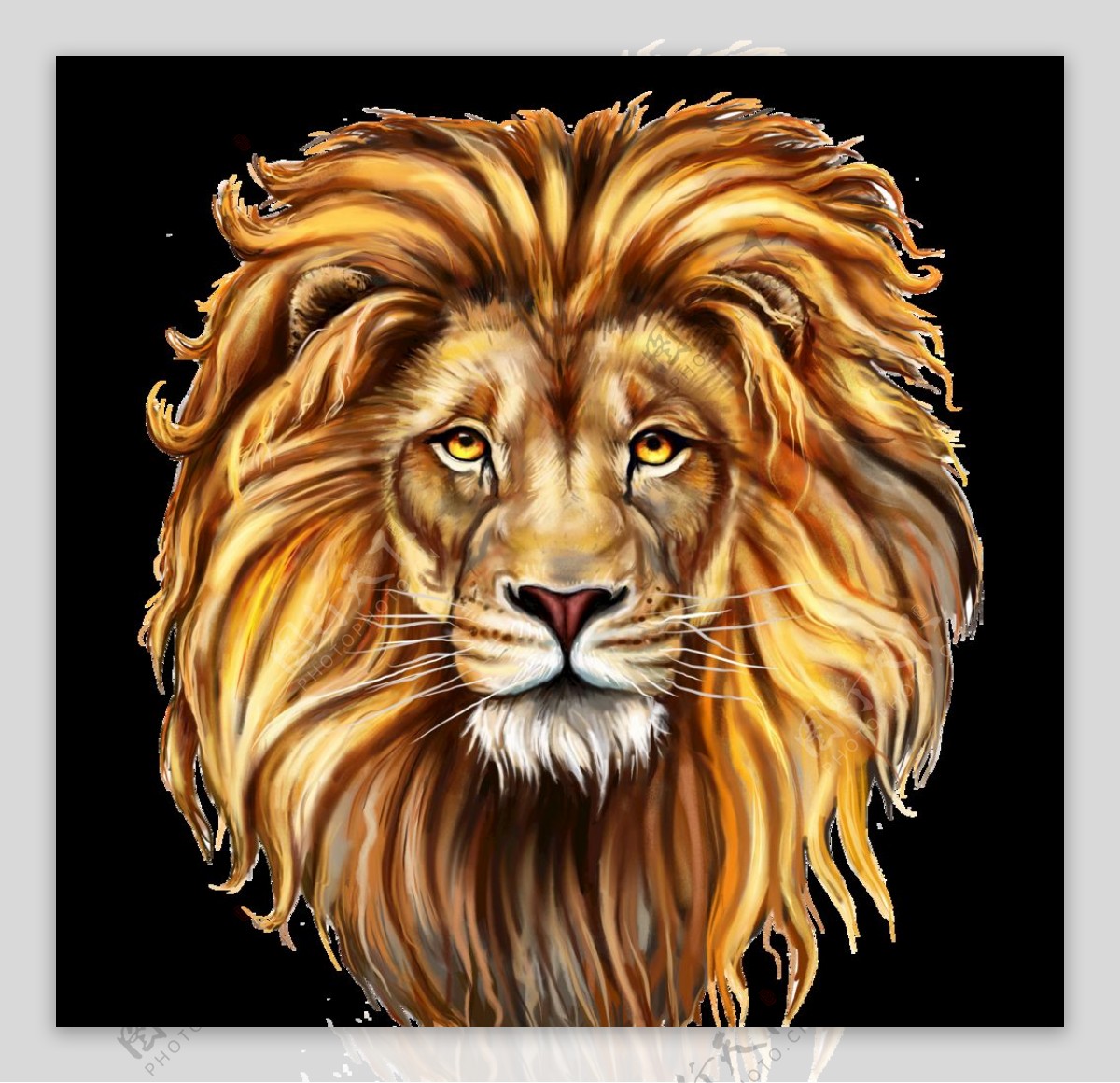 狮子狮子头插画图片