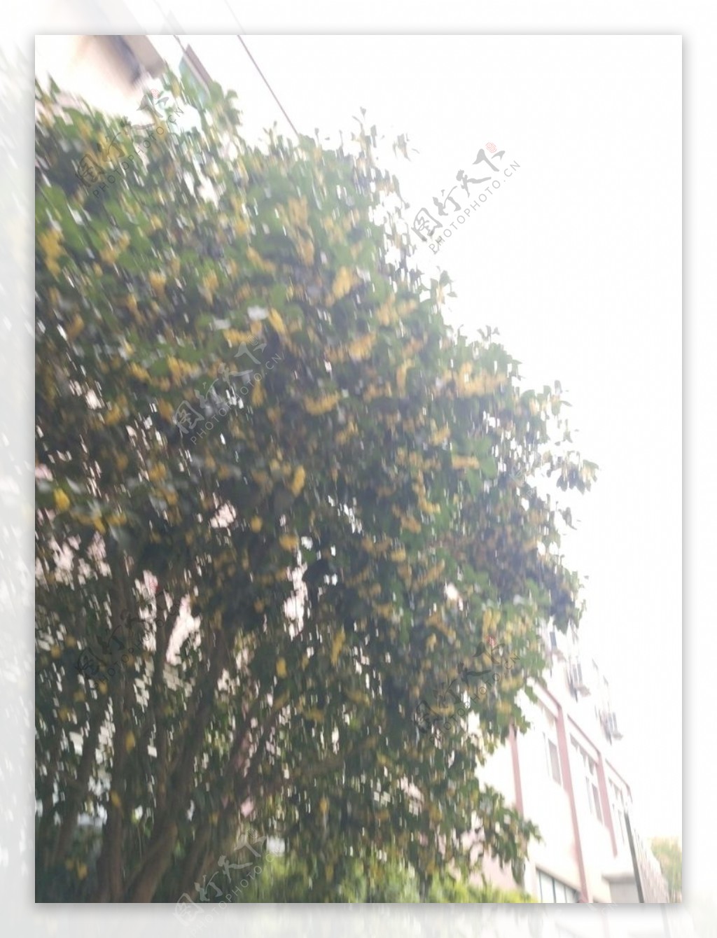 桂花树图片