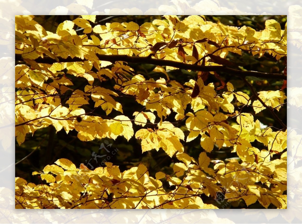 枯黄的树叶图片