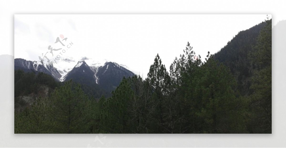 雪山雪松树林图片