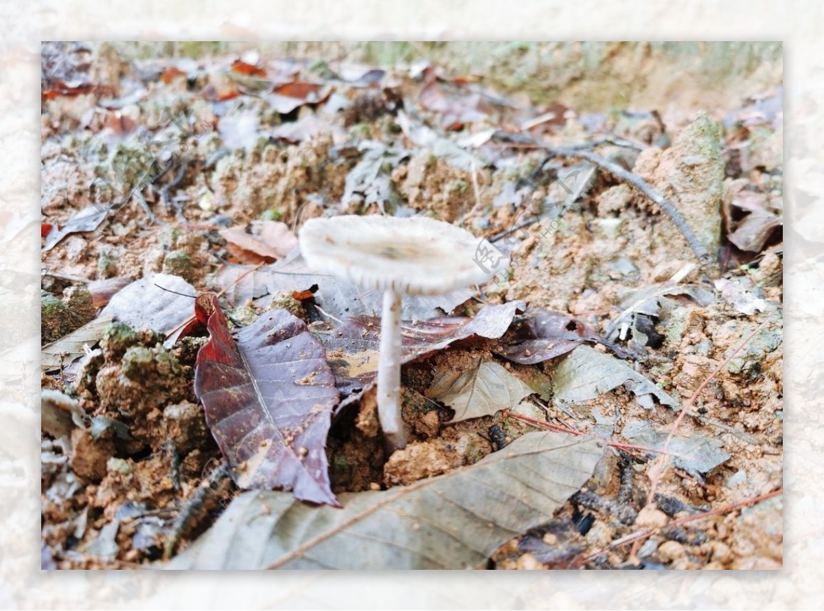 秋季森林毒蘑菇jpg图片免费下载_编号18ghdplev_图精灵