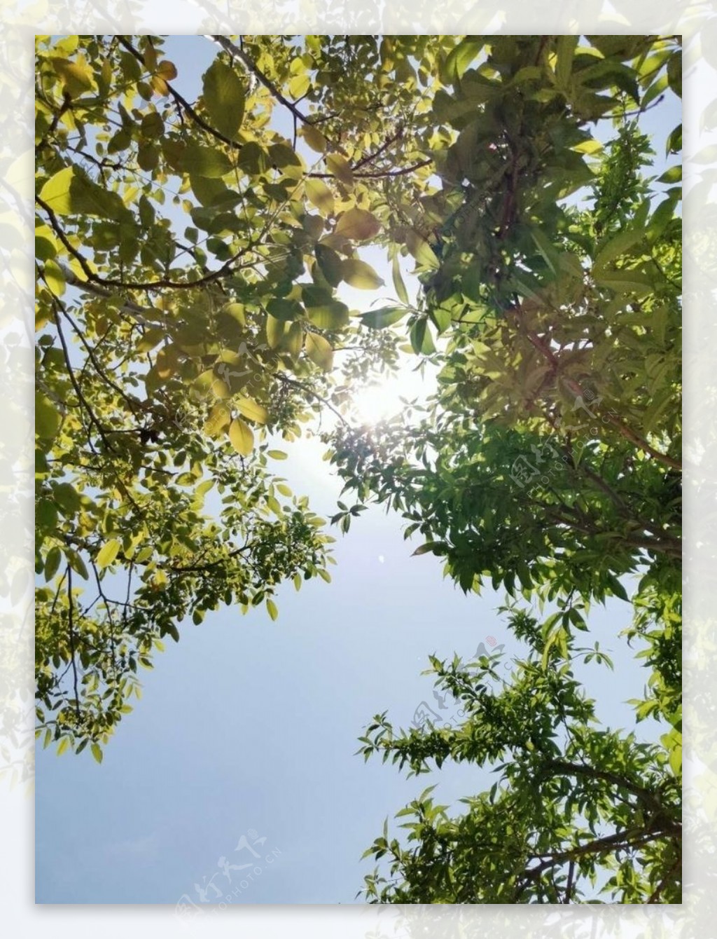 树间的阳光图片