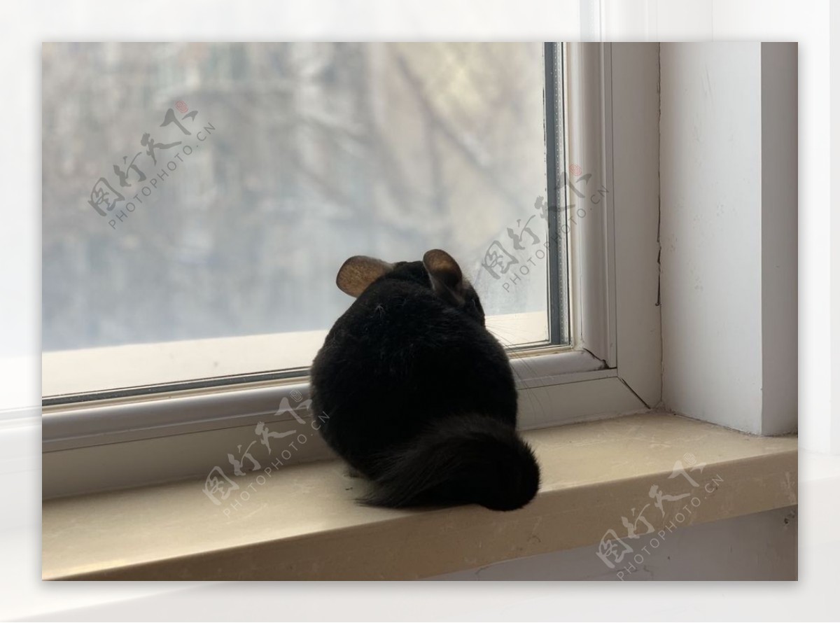 可爱龙猫眺望窗外图片