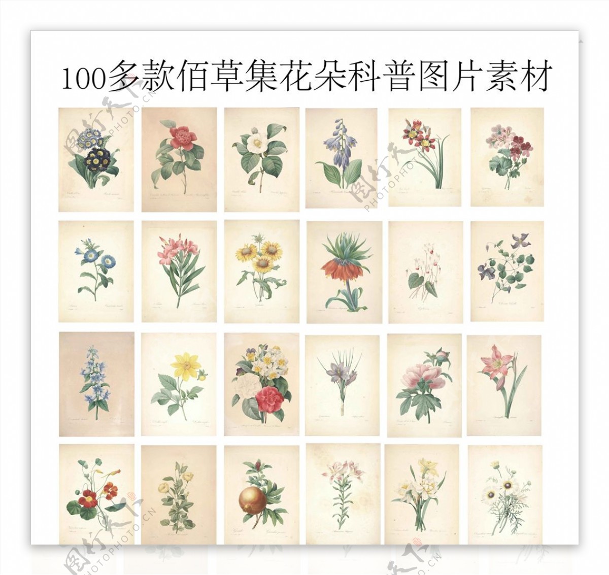 100多款佰草集花朵科普图片