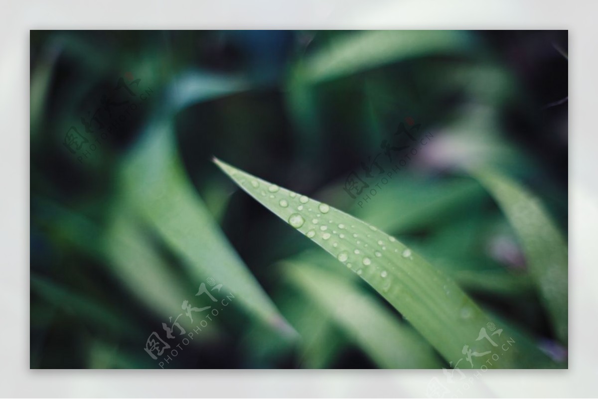 植物的叶图片