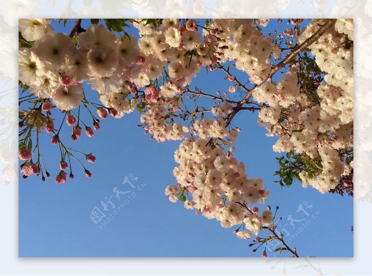 樱花白色美景园林风景图片