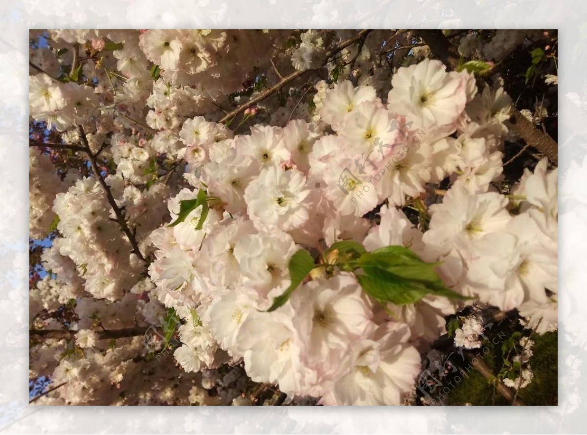 樱花白色美景园林风景图片