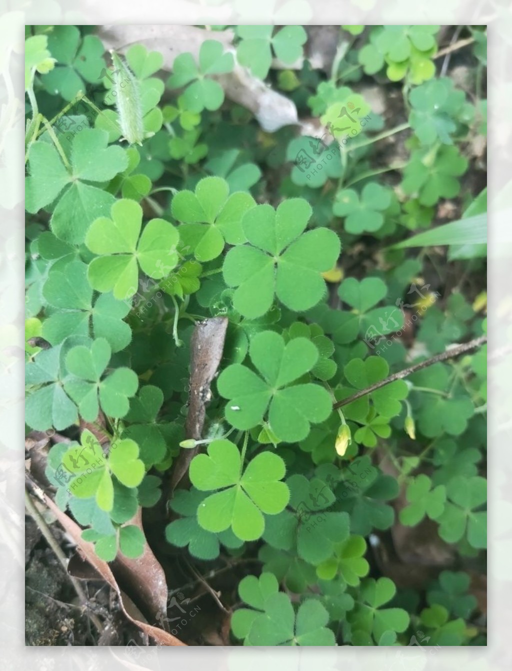 野外路边植物三叶草草图片