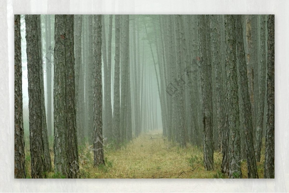 森林小路图片
