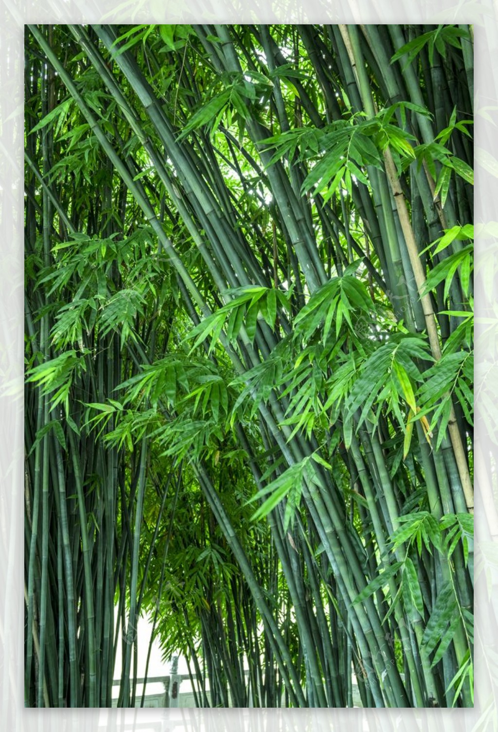 翠竹林图片