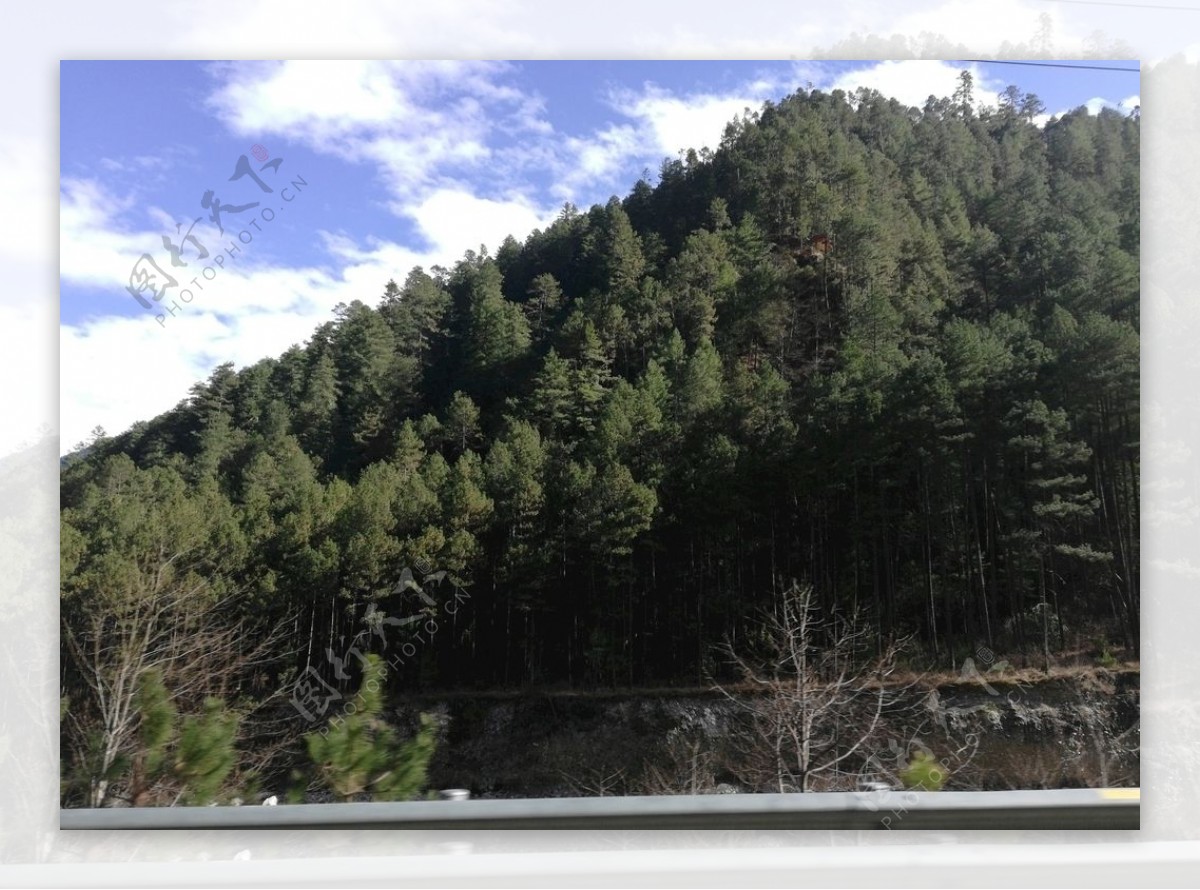 蓝天白云雪松森林风景图片