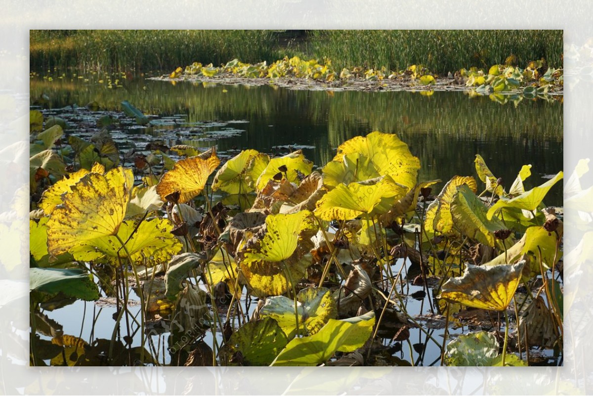 秋天阳光下的荷塘荷叶图片