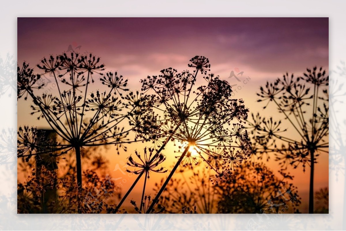 夕阳下的植物图片