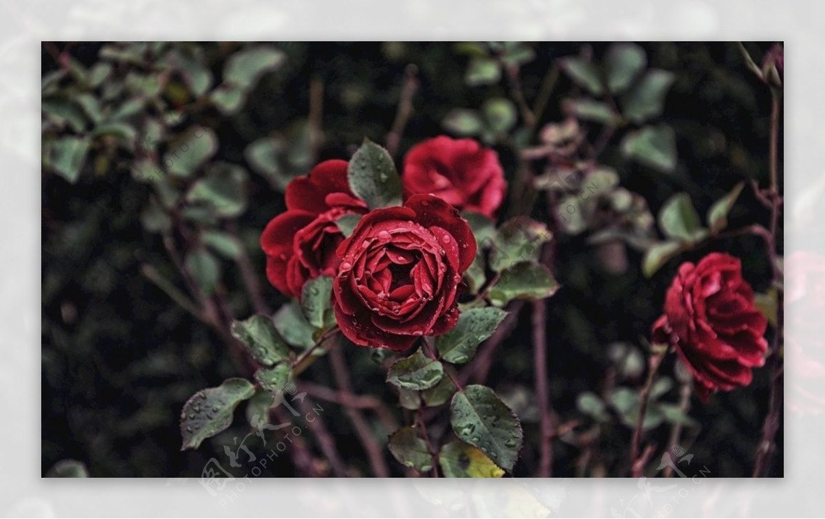 玫瑰月季暗黑风图片