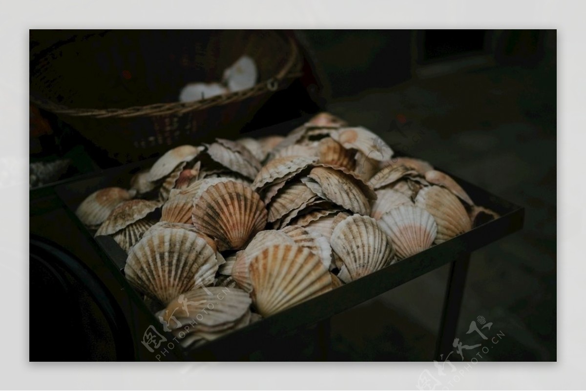 贝壳花蛤海鲜图片