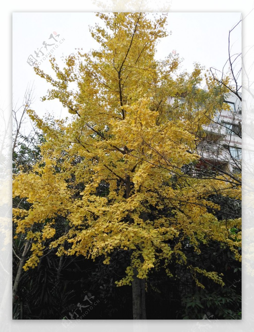 黄色树叶银杏树图片