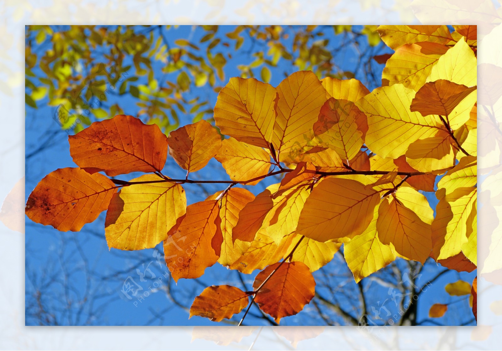 秋天树叶图片