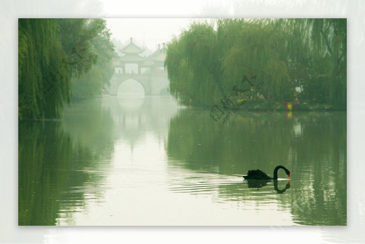 扬州五亭桥边天鹅游图片