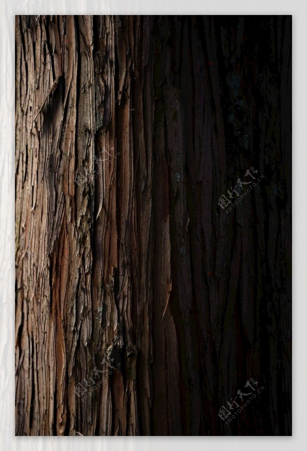 树木纹理图片