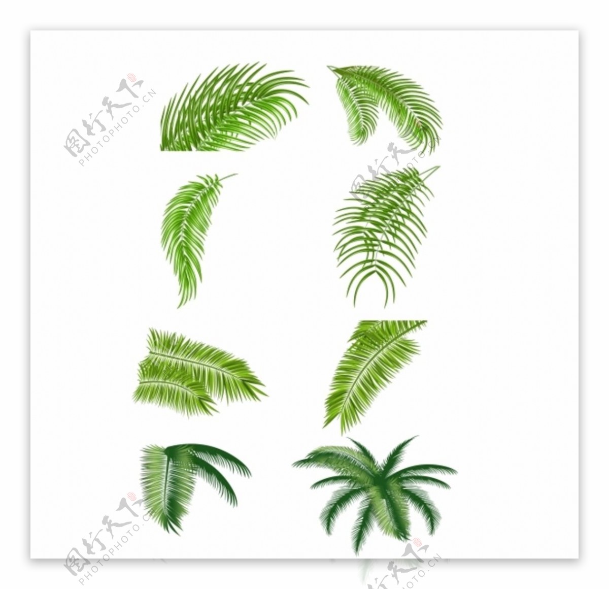 椰子树叶无需抠图PNG图片