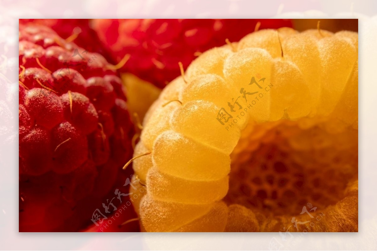 野生黄树莓图片